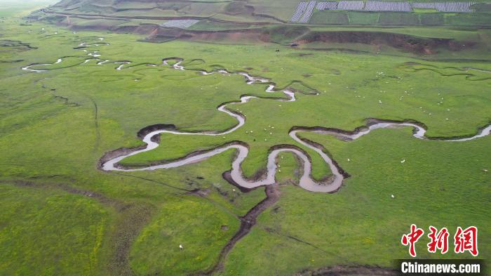 甘肃岷县近百万亩湿地草原：溪流十八弯牛羊遍地跑