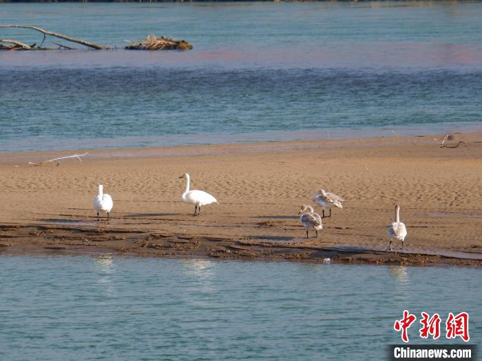 黄河上游滩涂湿地：越冬大天鹅惬意游弋