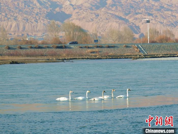 黄河上游滩涂湿地：越冬大天鹅惬意游弋