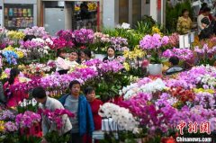 昆明斗南花卉市场年宵花走俏