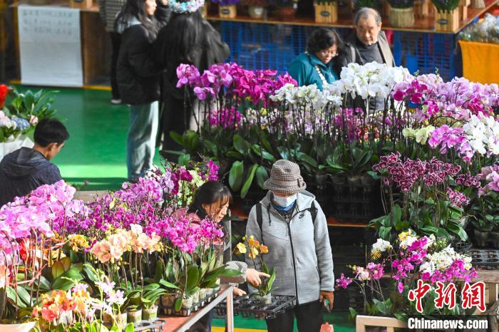 昆明斗南花卉市场年宵花走俏