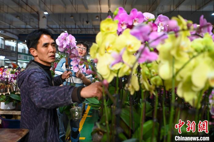 昆明斗南花卉市场年宵花走俏