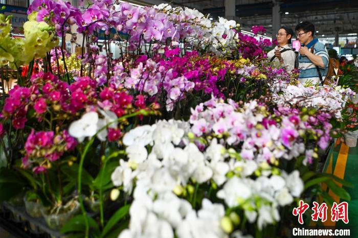 昆明斗南花卉市场年宵花走俏